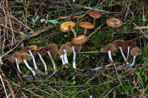 The species name is from or blue for the color reaction of the flesh upon bruis-ing. . Psilocybe cyanescens cultivation